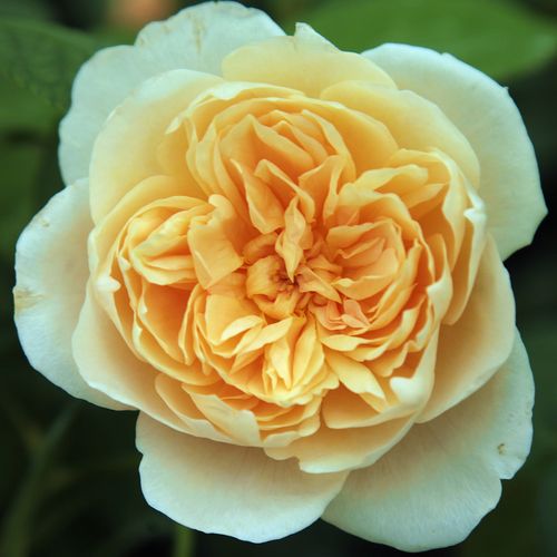 Gelb - englische rosen